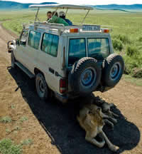 Lions under the safari jeep