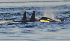 Orca whales